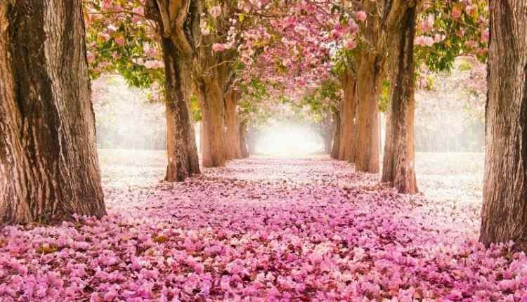 poem mother Dr Shehzad Saleem