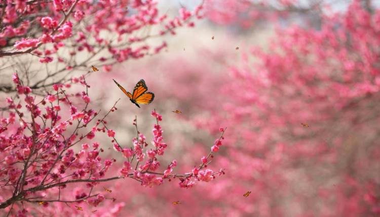 sincerity poem dr shehzad saleem