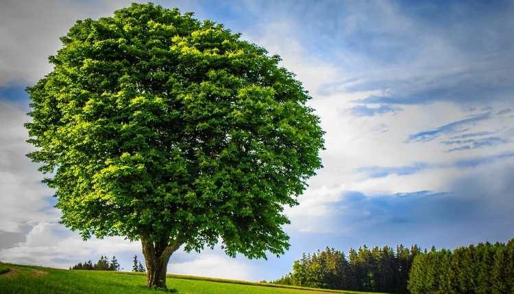 magnanimity Dr Shehzad Saleem