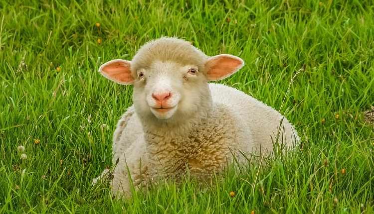 The Enmity Between Able And Cain dr shehzad saleem